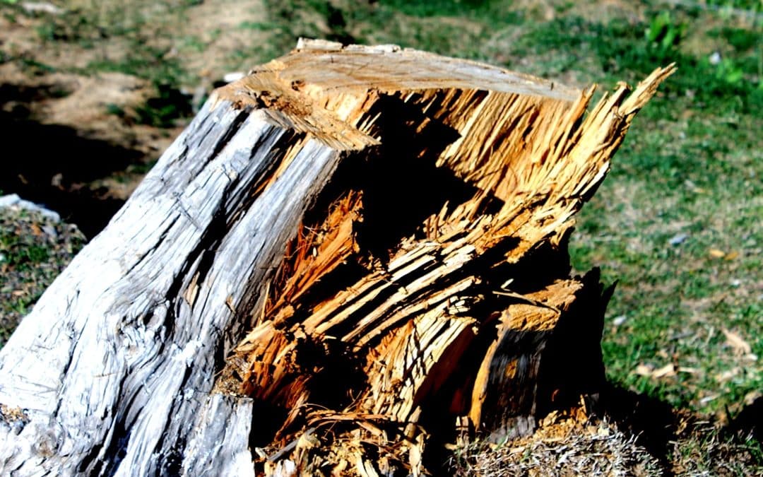 Goodbye Old Stump! Easy DIY Removal Methods