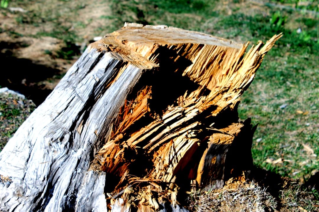 Goodbye Old Stump! Easy DIY Removal Methods