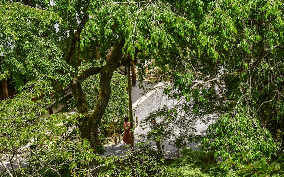 Quick as Lightning – Same Day Tree Service Providers in NH