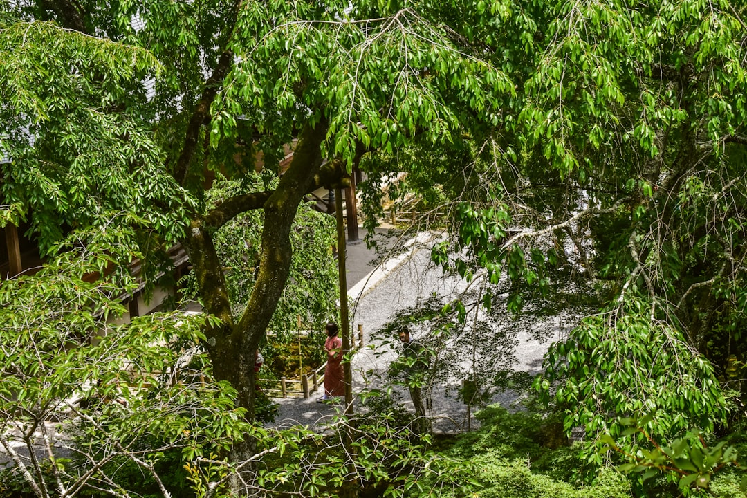 Quick as Lightning – Same Day Tree Service Providers in NH Quick as Lightning – Same Day Tree Service Providers in NH