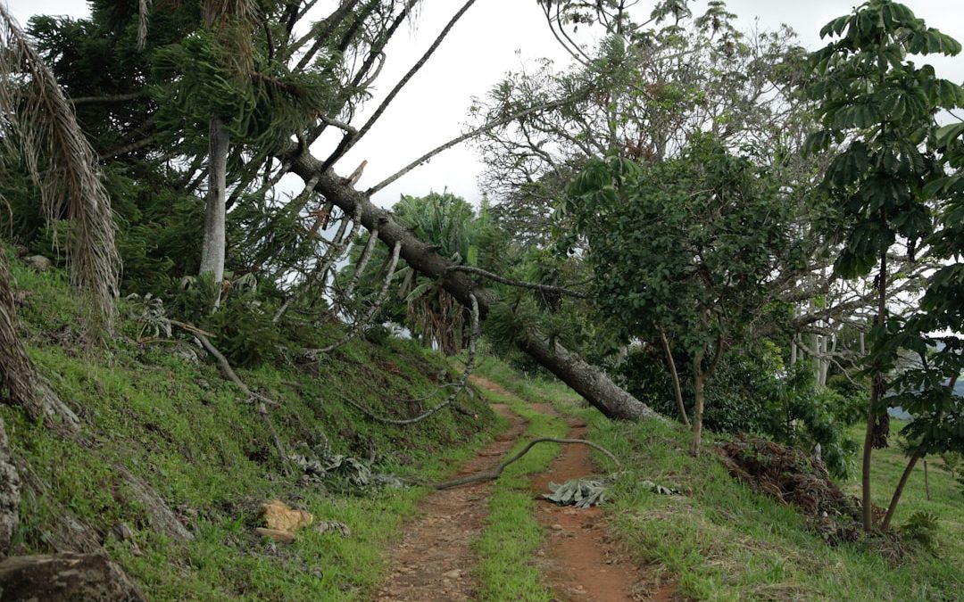 The Ultimate Guide to Hiring Storm Tree Removal Pros