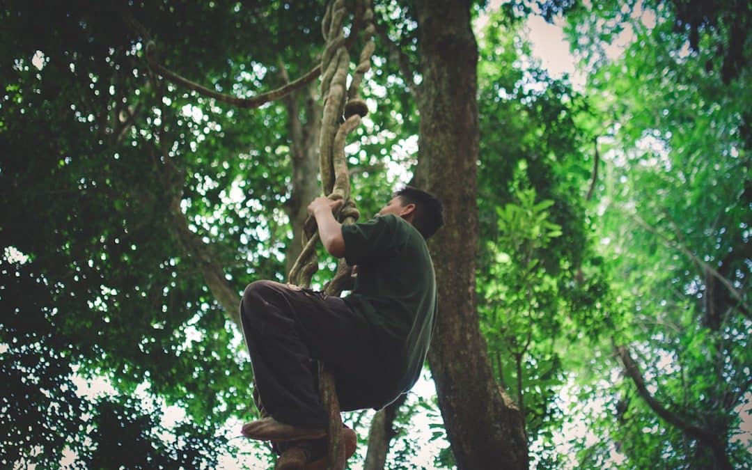 Top Tree Services in Salem NH That Won’t Leaf You Hanging