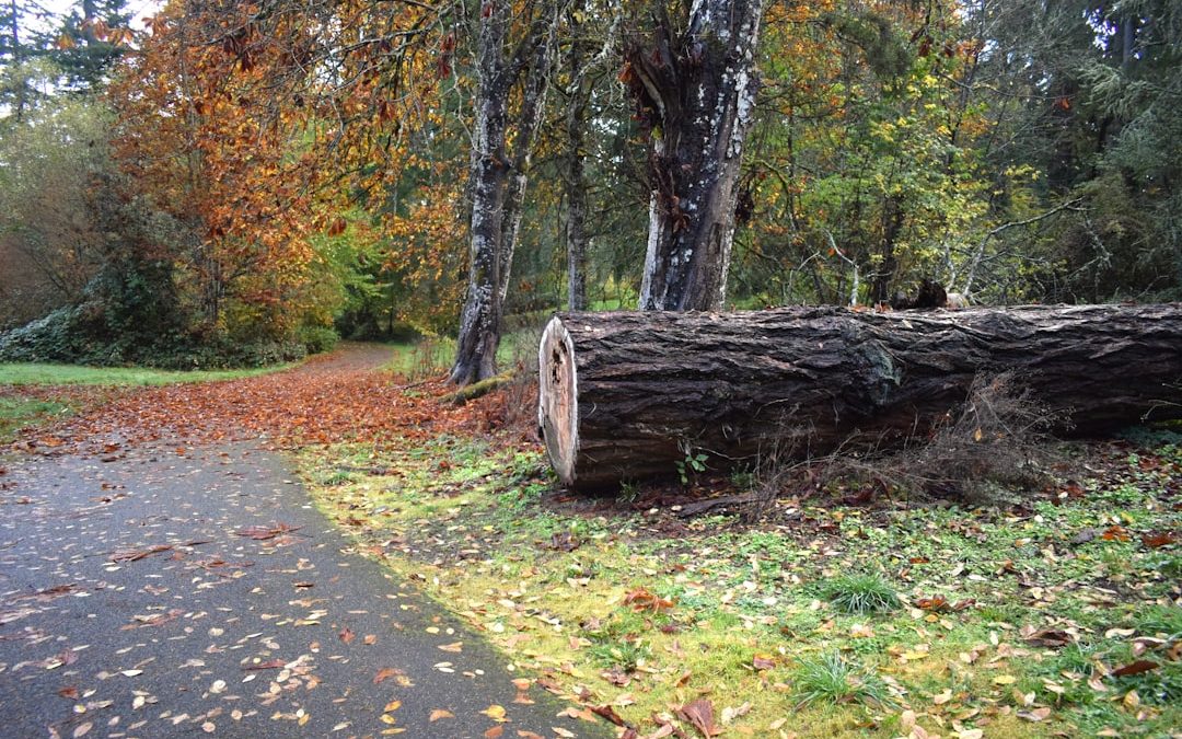 From Storm to Serenity: Tree Removal Explained