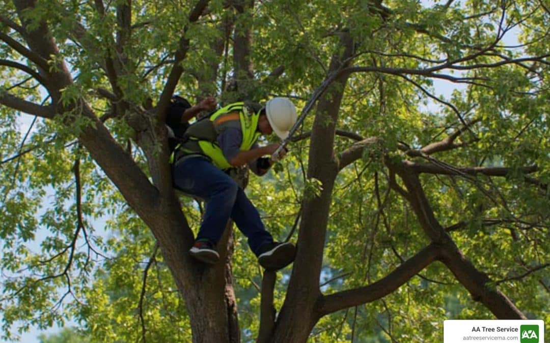 Local Tree Pruning: What You Need to Know Before You Cut
