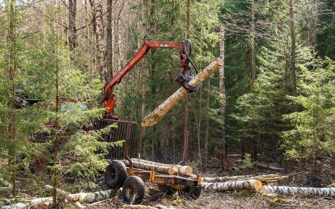 Timber Trouble? Southern NH Tree Removal Services to the Rescue!