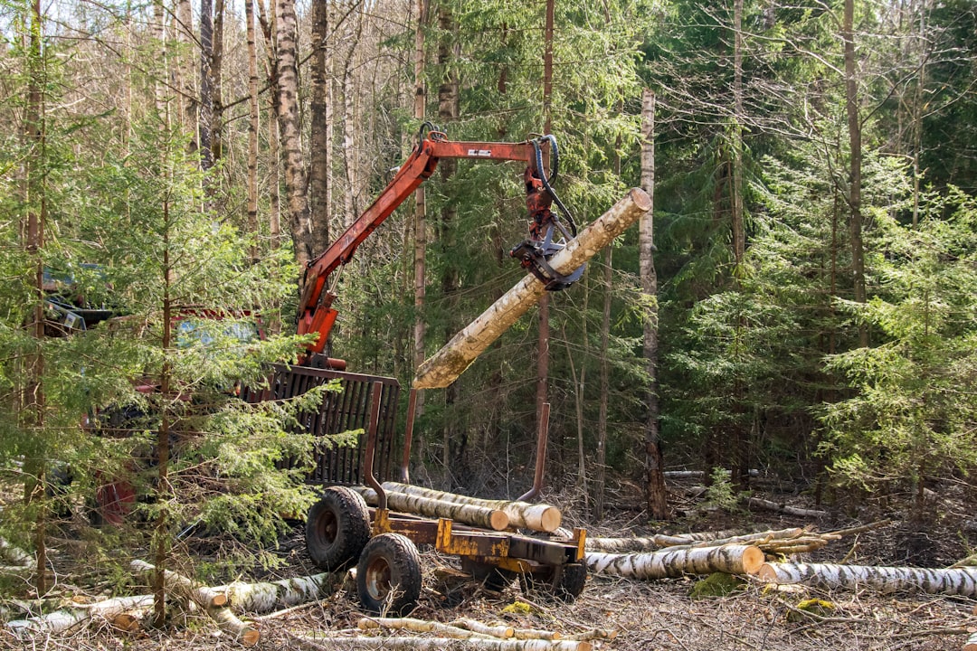 Timber Trouble? Southern NH Tree Removal Services to the Rescue!
