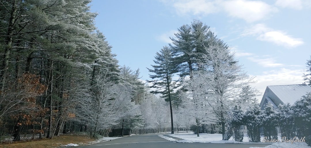 Leaf It to the Pros – Top Tree Services in New Hampshire