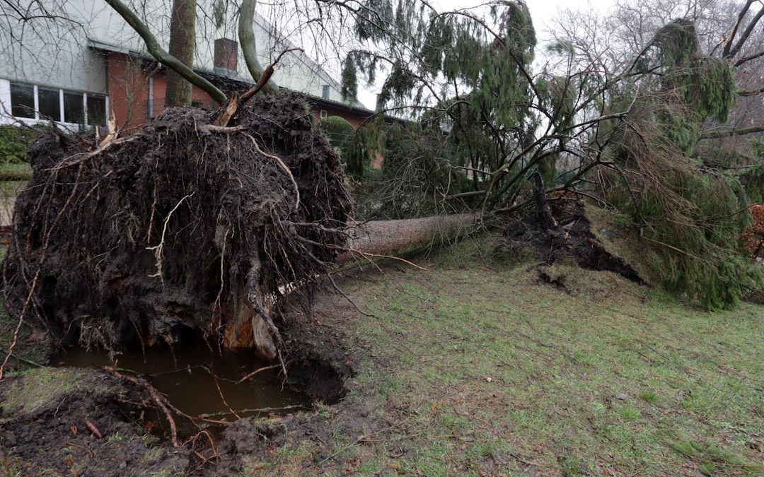 Tree Care After the Storm: A How-To Guide