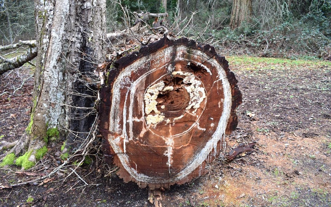 Leaf it to the Pros – Concord NH’s Best Tree Removal Companies