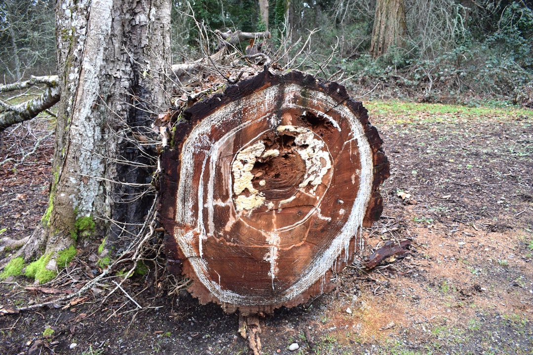 Leaf it to the Pros – Concord NH’s Best Tree Removal Companies