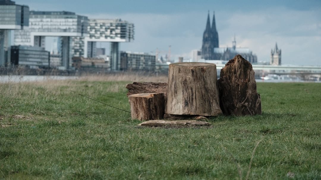 Clear the Way for Growth: Professional Commercial Tree Removal in Manchester