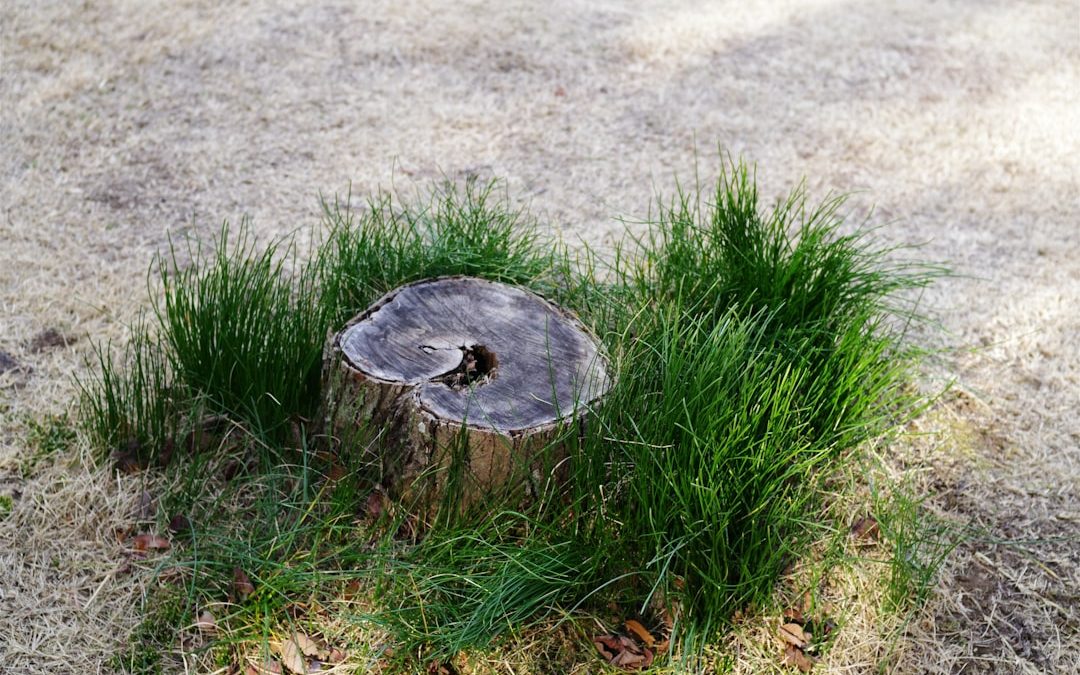 Shop Smart for Saltpeter Stump Removers and Say Goodbye to Ugly Stumps