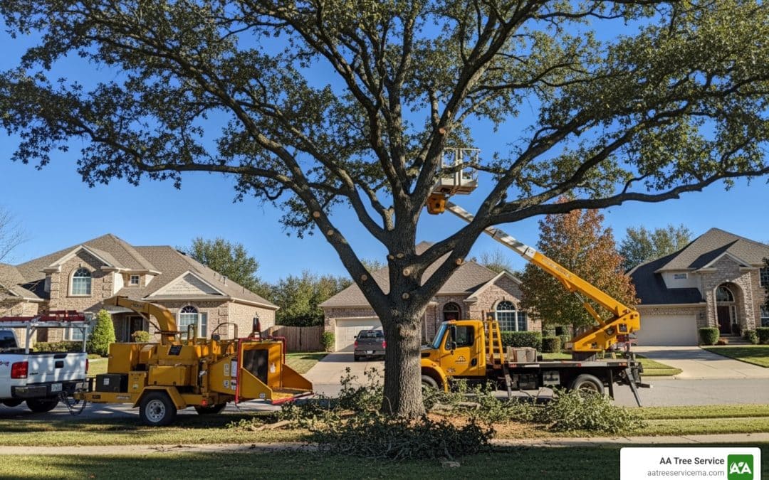 Branch Out: Discovering the Best Tree Services in Woburn