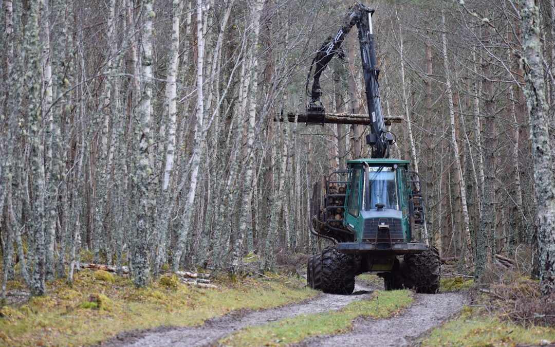 Forest Clearing Services: Your Ultimate Resource for Professional Land Clearing