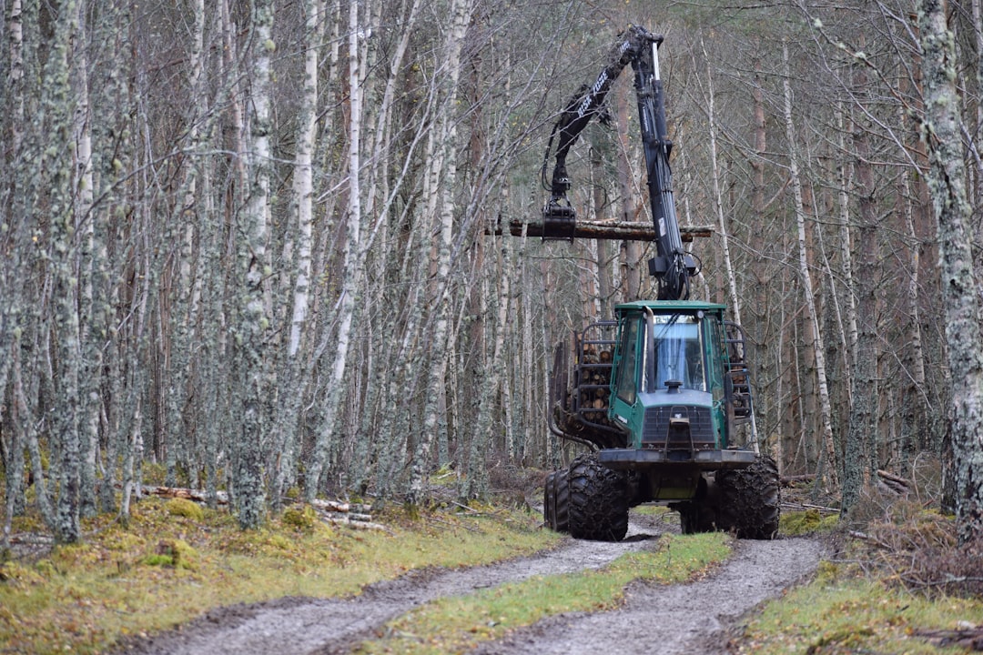 Forest Clearing Services: Your Ultimate Resource for Professional Land Clearing