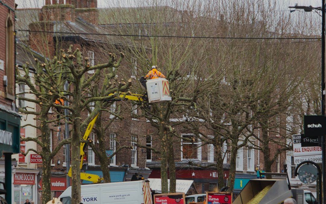 Expert Care for Your Trees: Discover Local Tree Surgeons Near Me