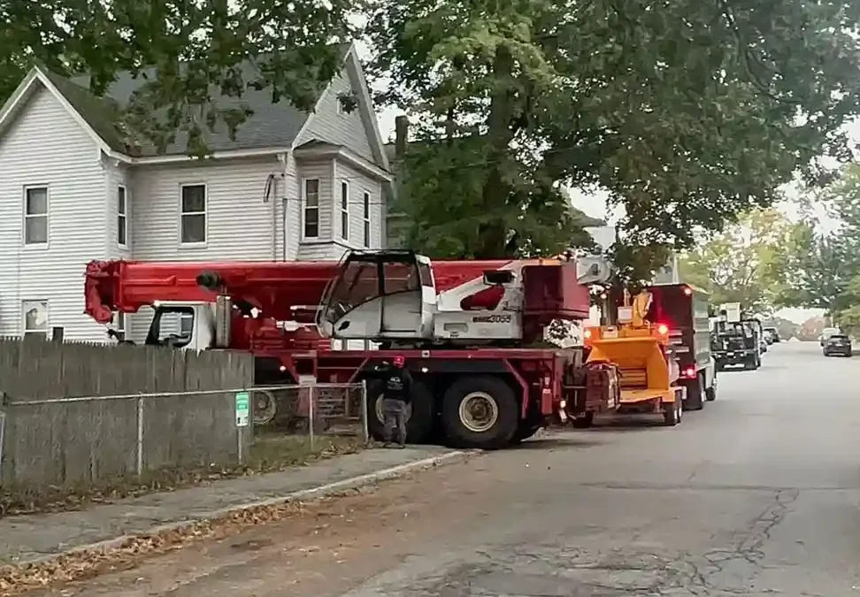 Rooted in Expertise: Discovering Woburn MA Arborists