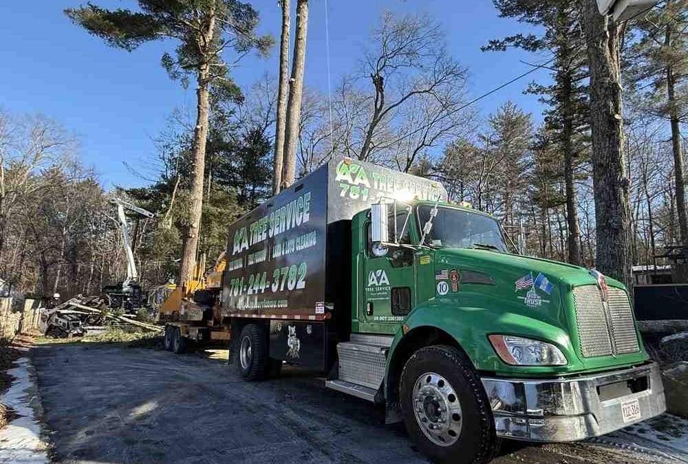 Your Go-To Guide for Tree Services in Walpole, MA