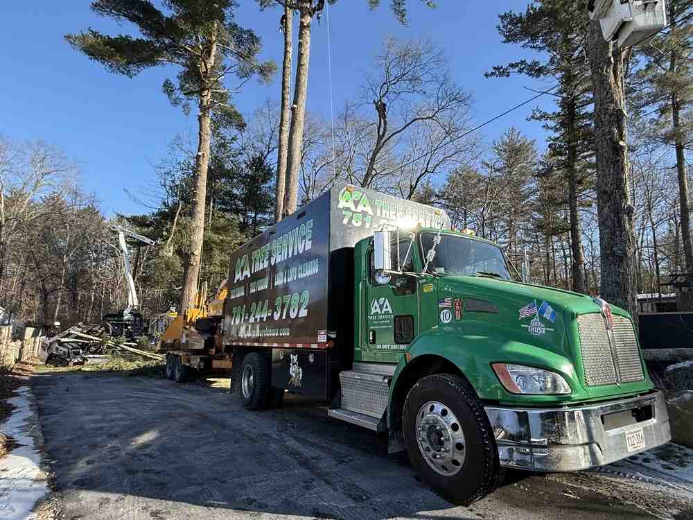 Your Go-To Guide for Tree Services in Walpole, MA Your Go-To Guide for Tree Services in Walpole, MA