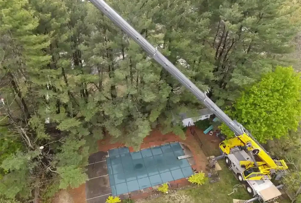 Everything You Need to Know About Full Tree Removal