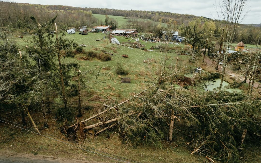 When the Wind Howls: What to Do About Storm-Damaged Trees