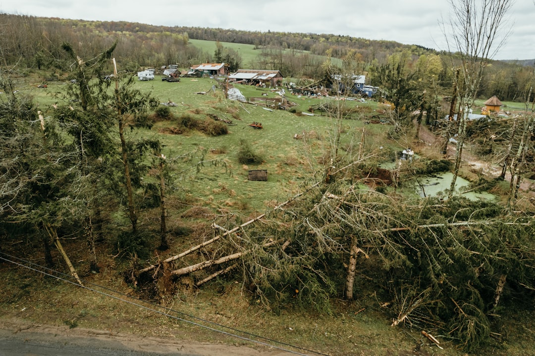 When the Wind Howls: What to Do About Storm-Damaged Trees When the Wind Howls: What to Do About Storm-Damaged Trees