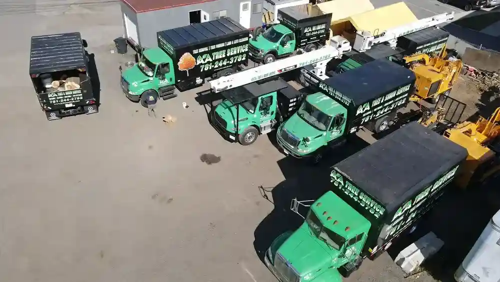 Expert Tree Removal Services in Acton, MA: A Directory