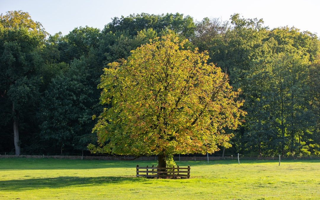 Affordable Tree Service Near Me: Top Picks for Budget-Friendly Arborists