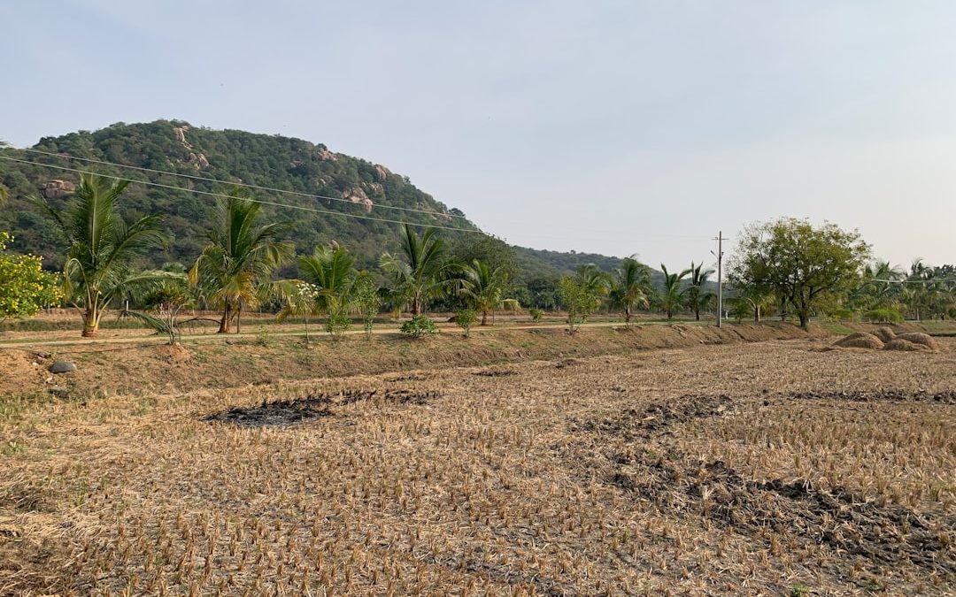 Your Local Land Clearing Heroes: Finding the Right Company for the Job