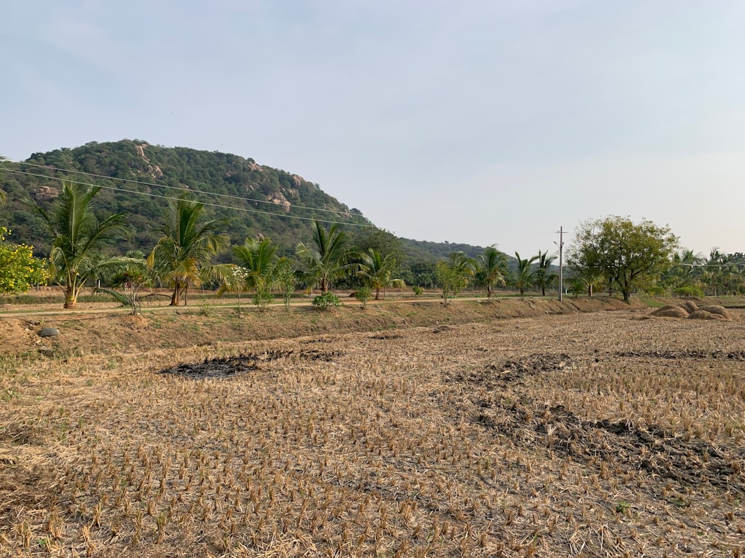 Your Local Land Clearing Heroes: Finding the Right Company for the Job Your Local Land Clearing Heroes: Finding the Right Company for the Job