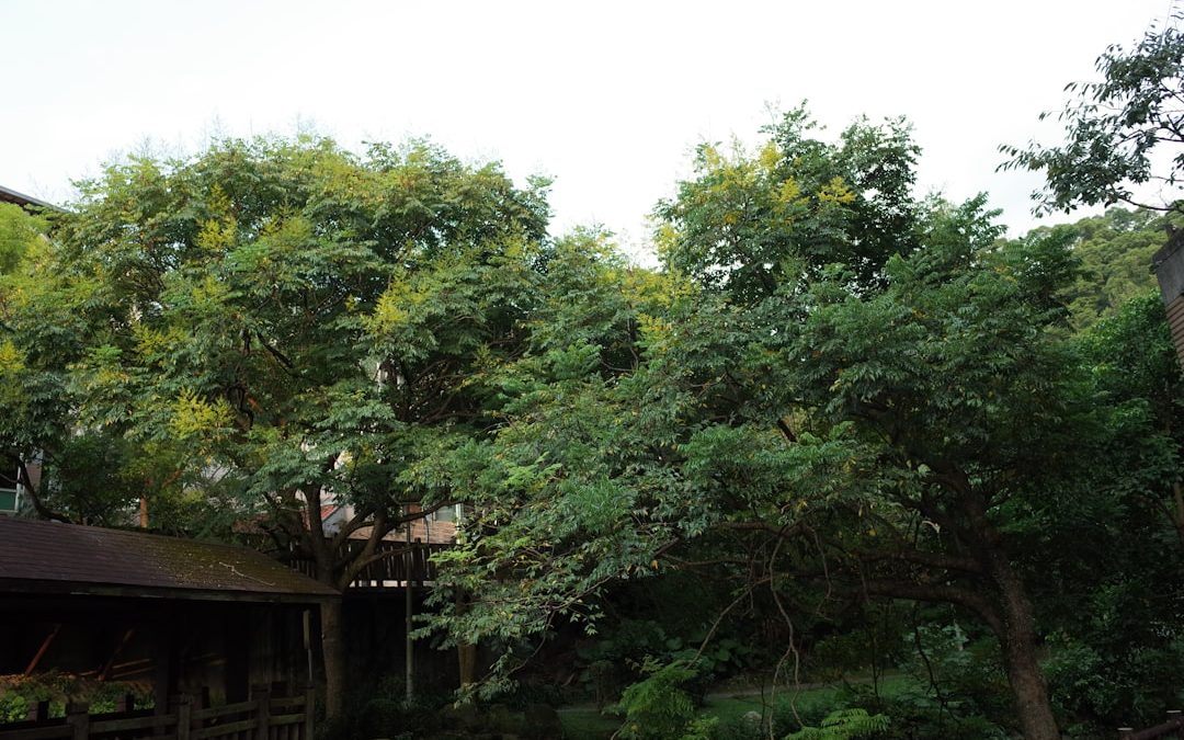 Don’t Leaf It to Chance: Top Tree Services in Chester, NH