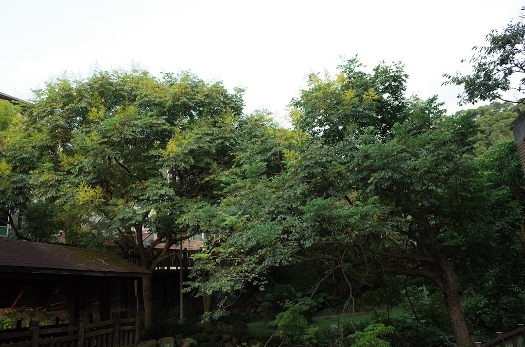 Don’t Leaf It to Chance: Top Tree Services in Chester, NH