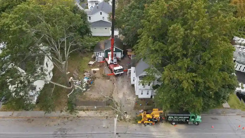 Demystifying Tree Removal Services: A Comprehensive Overview