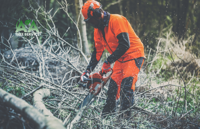 DIY Tree Removal Dangers: Why Tree Work Should Be Left to Professionals DIY Tree Removal Dangers: Why Tree Work Should Be Left to Professionals