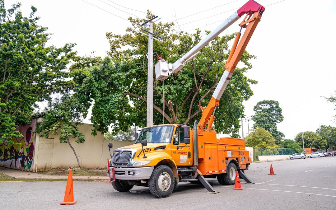 Top Branch Removal Services to Keep Your Yard Tidy