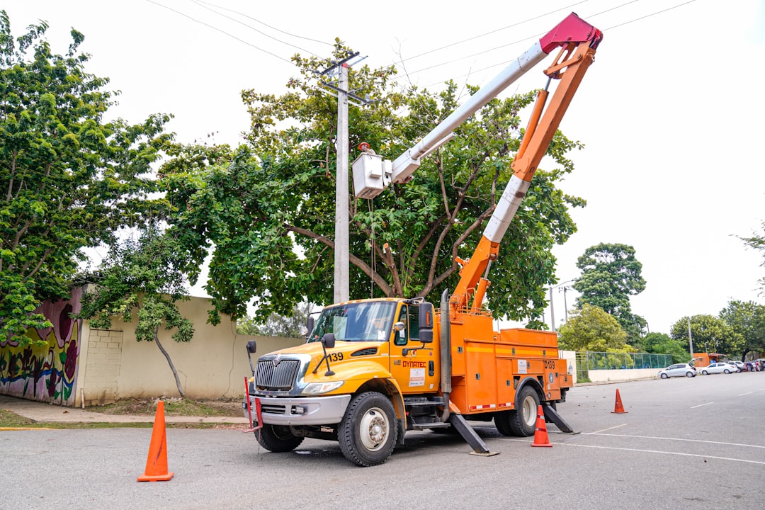 Top Branch Removal Services to Keep Your Yard Tidy