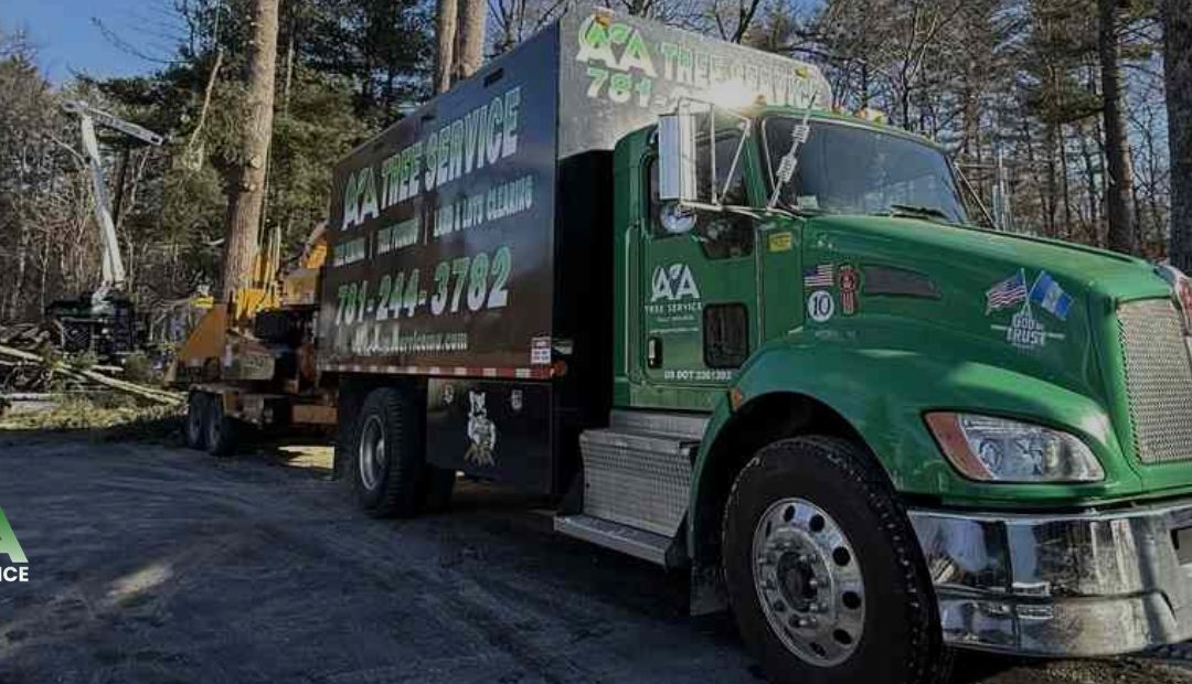 7 Warning Signs You Need Tree Removal in Massachusetts