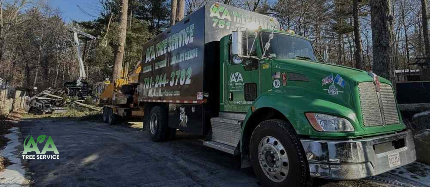 7 Warning Signs You Need Tree Removal in Massachusetts