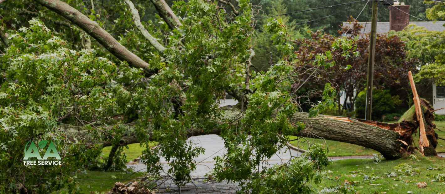 stump removal service near me