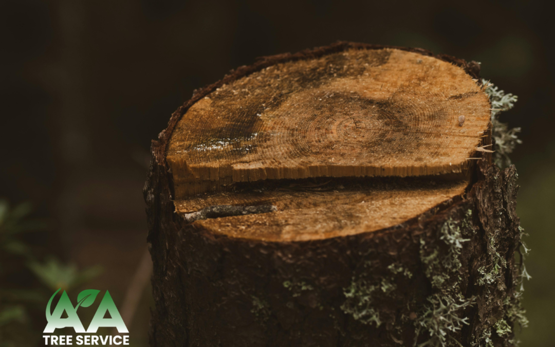 Stump Grinding vs. Stump Removal