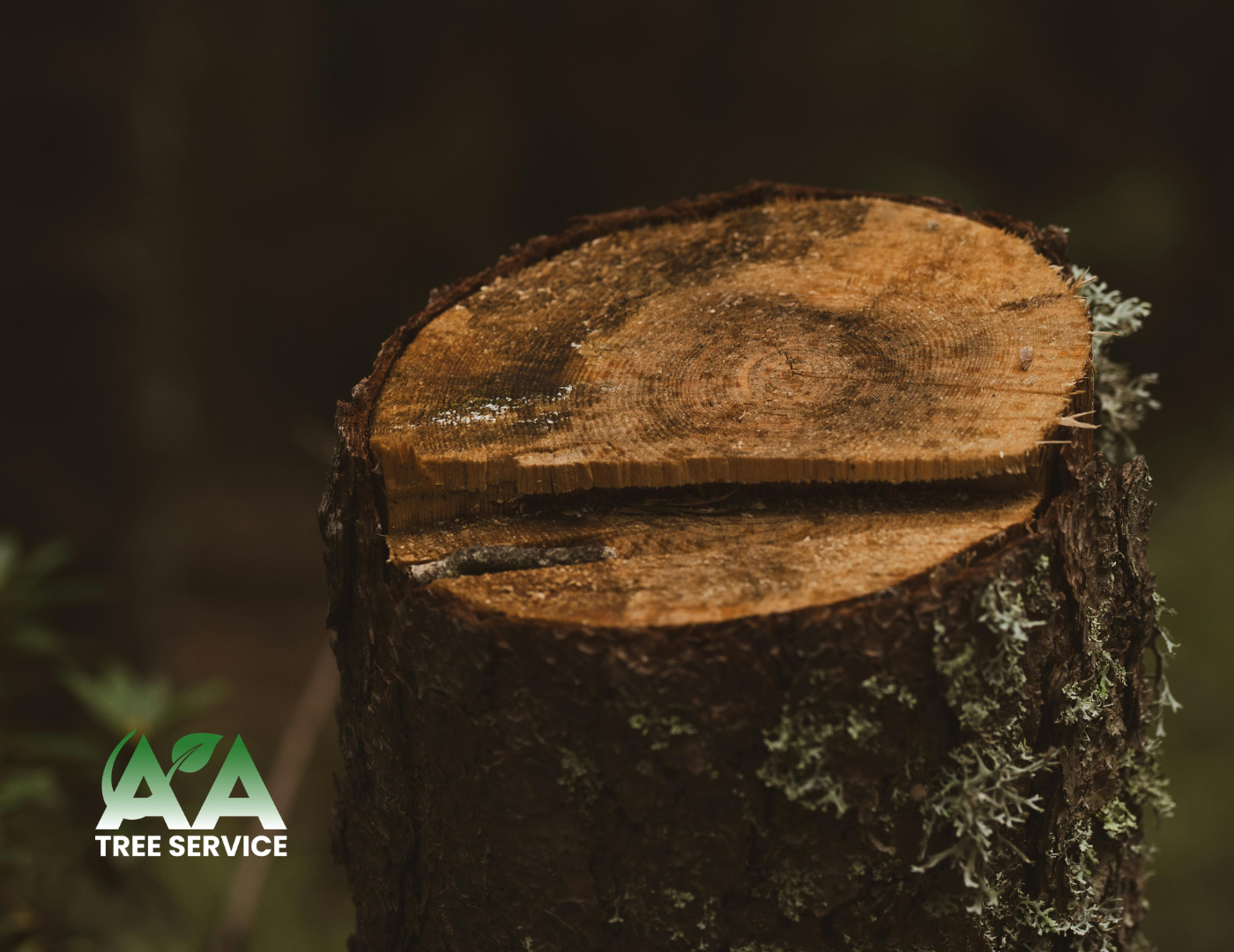 Stump Grinding vs. Stump Removal Stump Grinding vs. Stump Removal