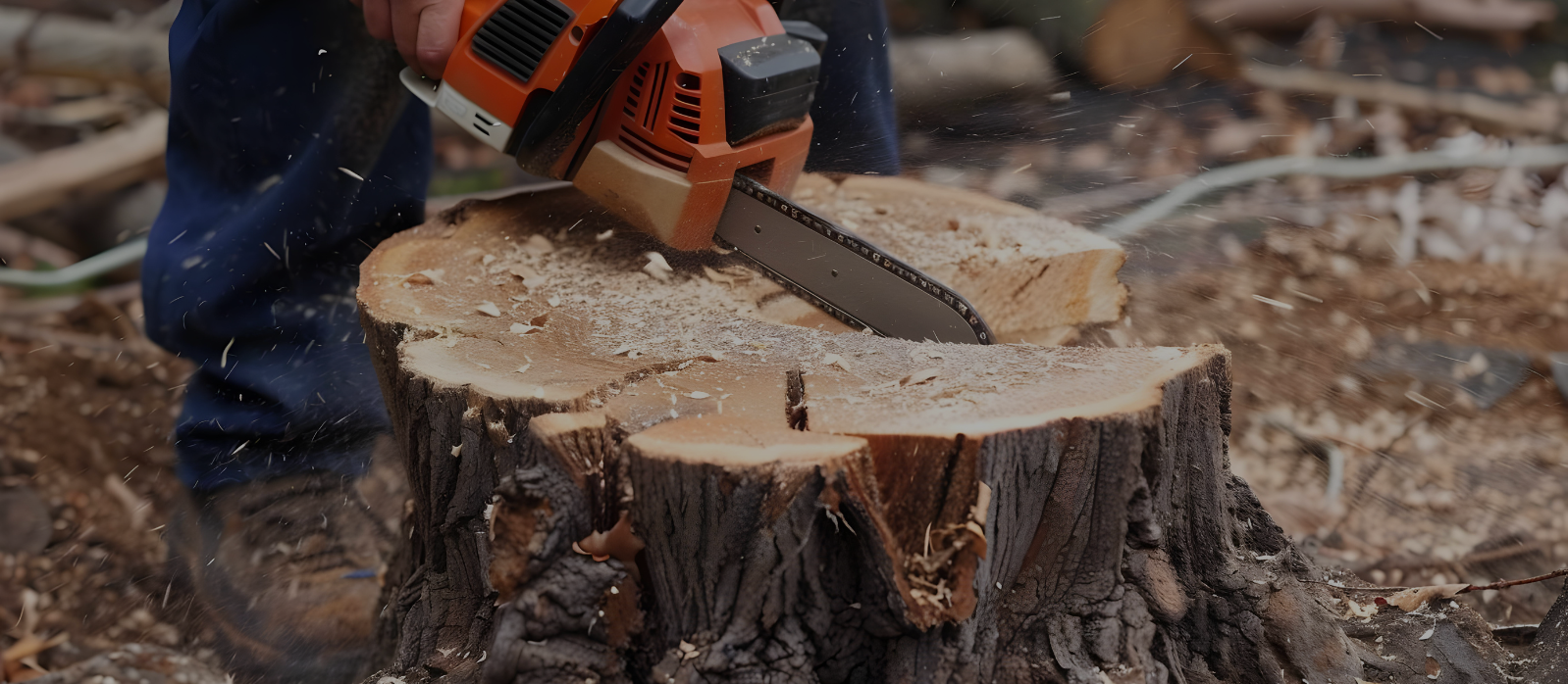 Three ways to get rid of a tree stump — and which one is right for your yard