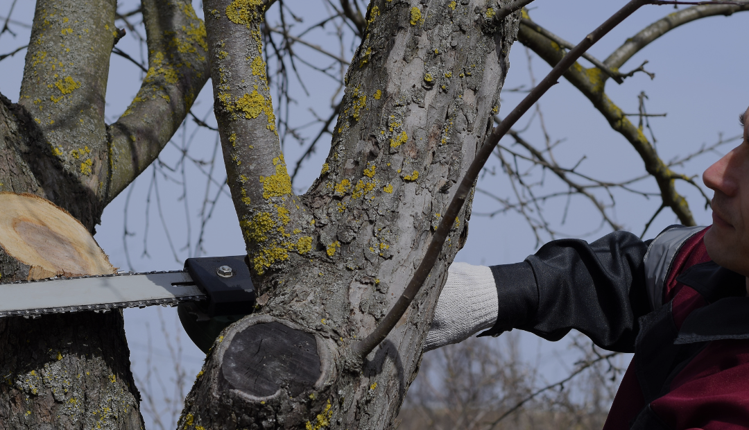 Tree Topping vs Crown Reduction: What Every Homeowner Needs to Know