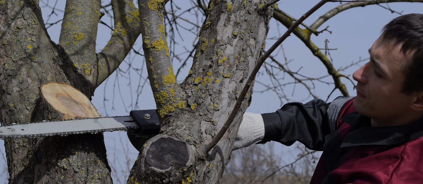 Tree Topping vs Crown Reduction: What Every Homeowner Needs to Know