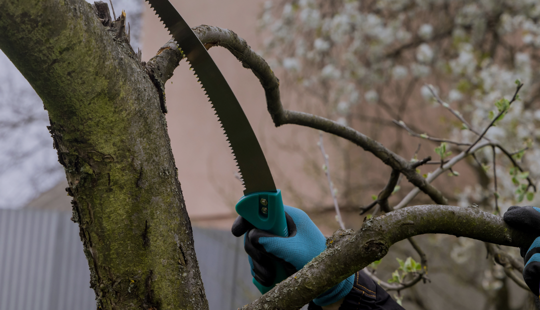 When to Prune Your Dogwood Tree in MA & NH — A Seasonal Guide