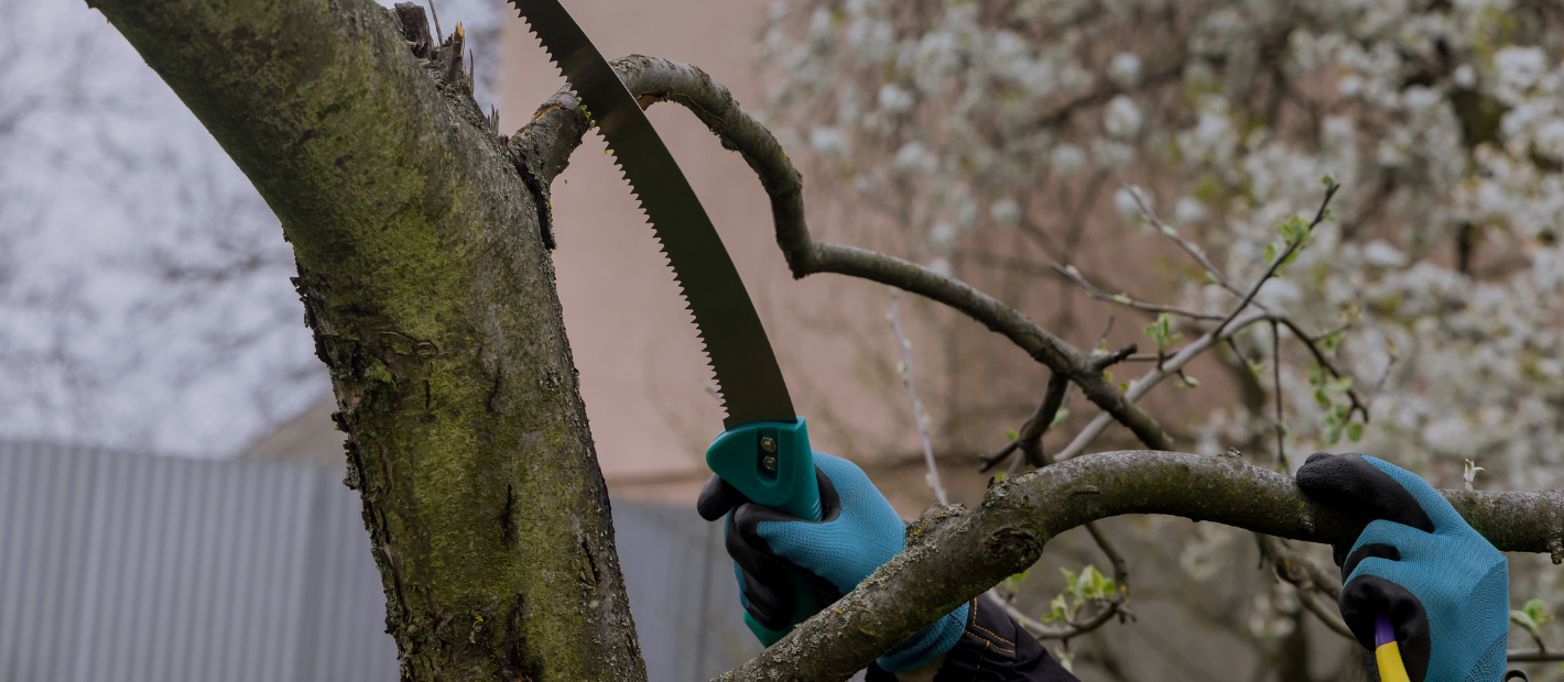 When to Prune Your Dogwood Tree in MA & NH — A Seasonal Guide