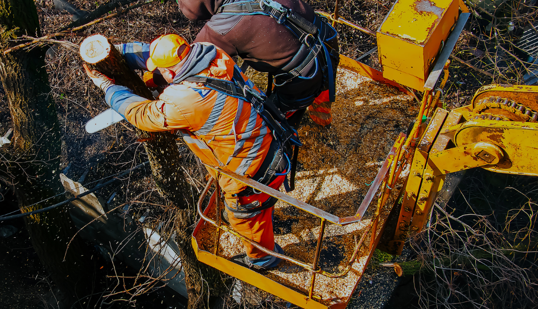 Why Professional Land Clearing Is Worth It (and What DIY Costs You)