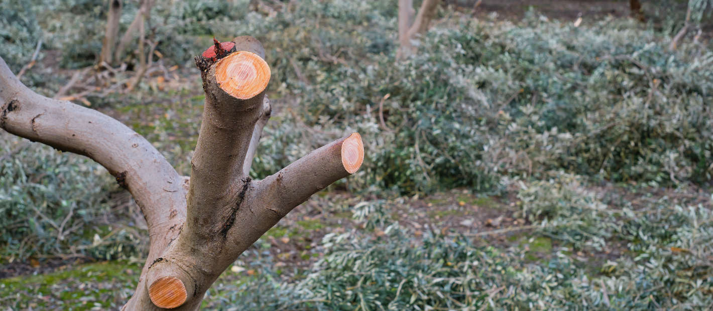 Professional Tree Cabling & Bracing Services