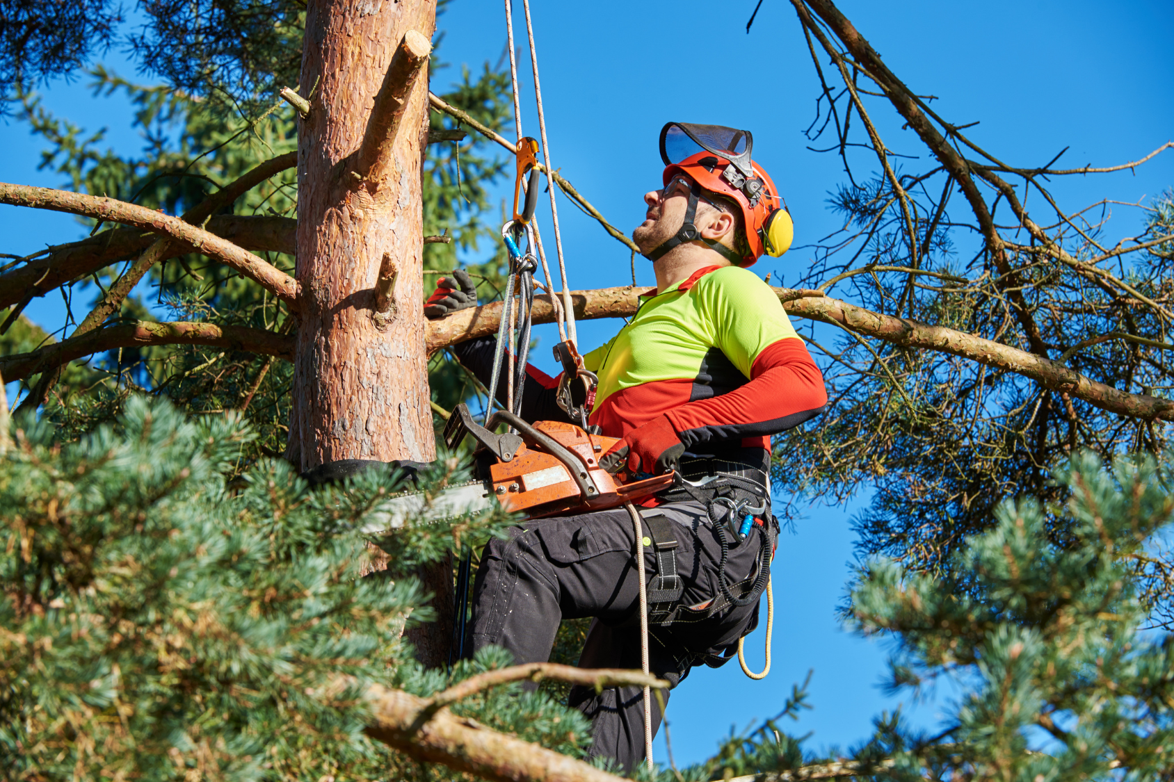 AA Tree Service arborist pruning a large tree on a North Shore Massachusetts property