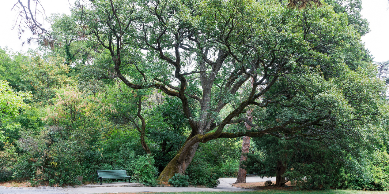 Large mature oak tree on a Massachusetts residential property maintained by AA Tree Service